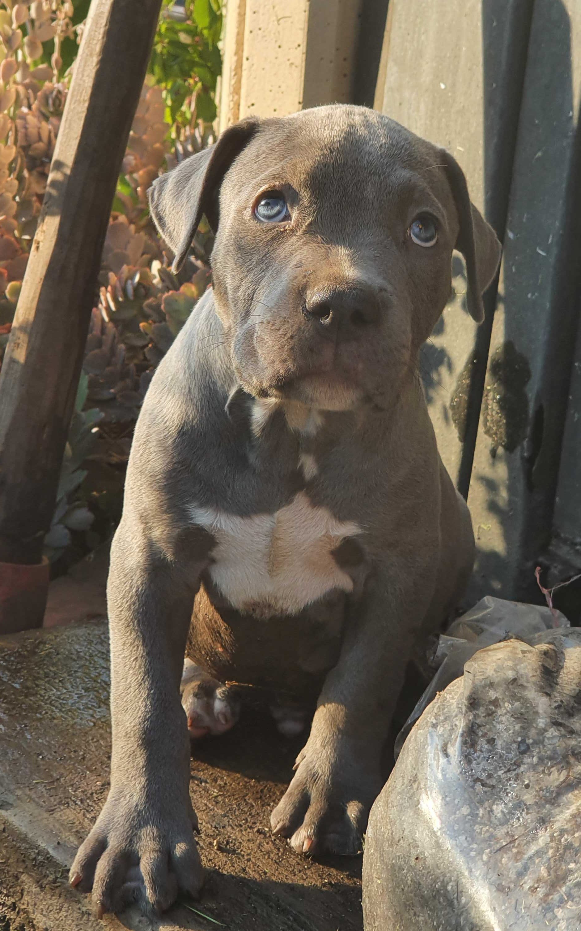 CACHORROS AMERICAN BULLY XL MACHOS Y HEMBRAS