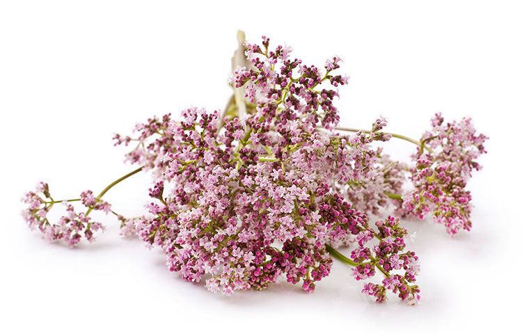 VALERIANA