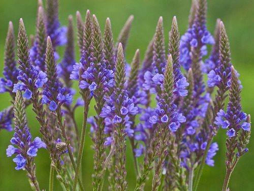 TINTURA DE VERBENA AZUL