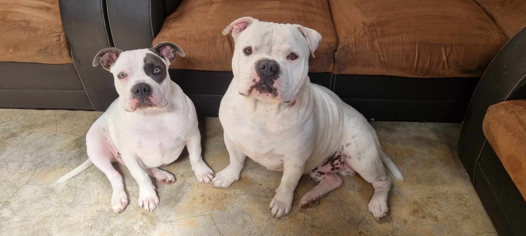 Hermosos american bully